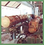 CCA Pine